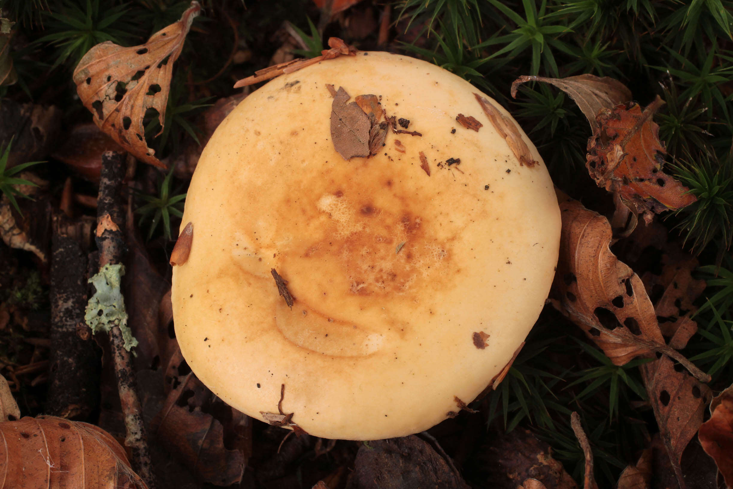 Image of Russula fellea (Fr.) Fr. 1838