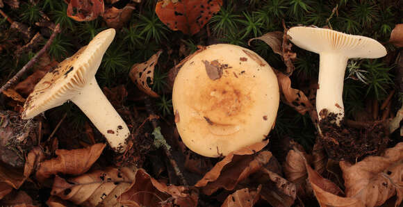 Image of Russula fellea (Fr.) Fr. 1838