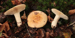 Image of Russula fellea (Fr.) Fr. 1838