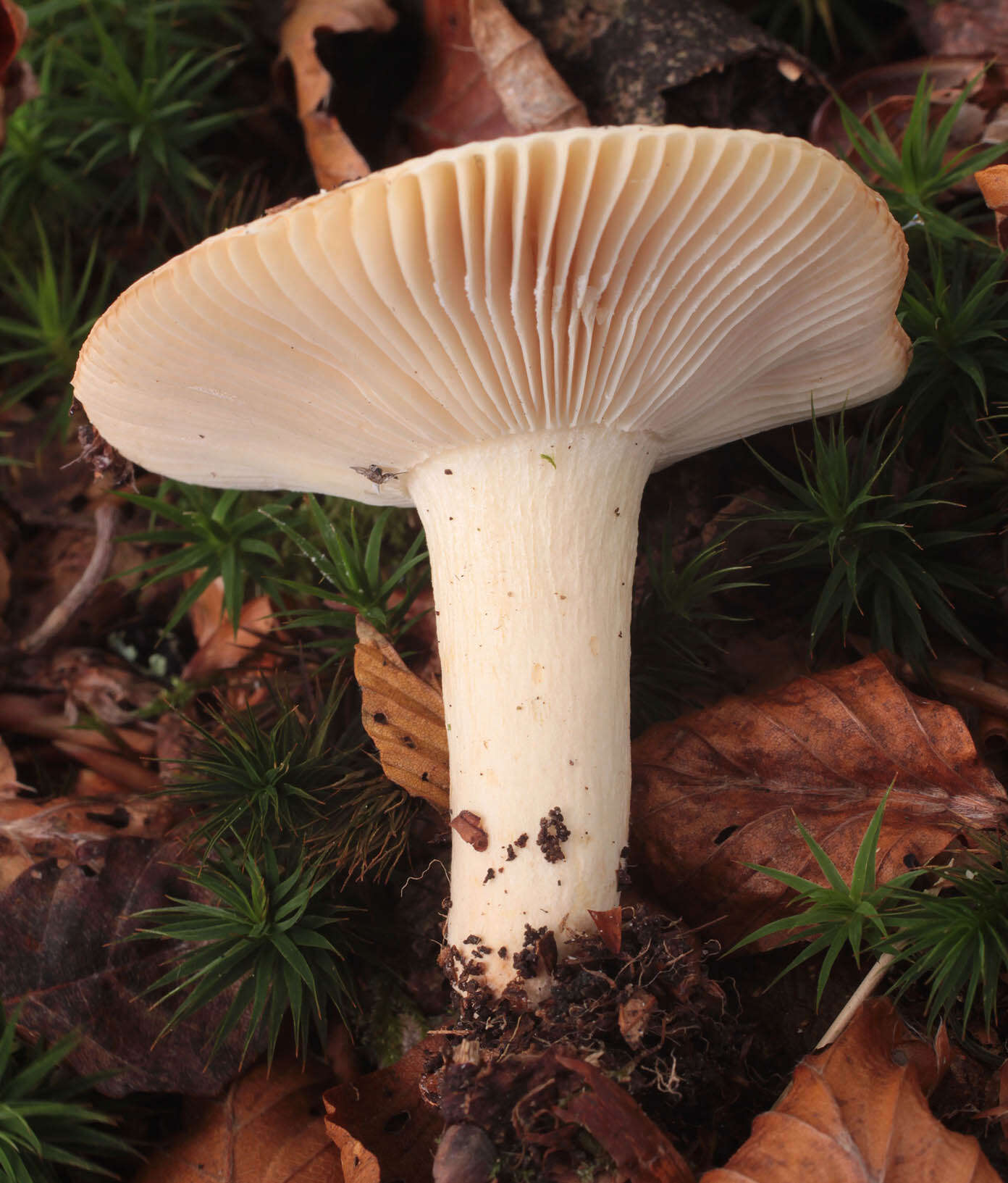 Image of Russula fellea (Fr.) Fr. 1838