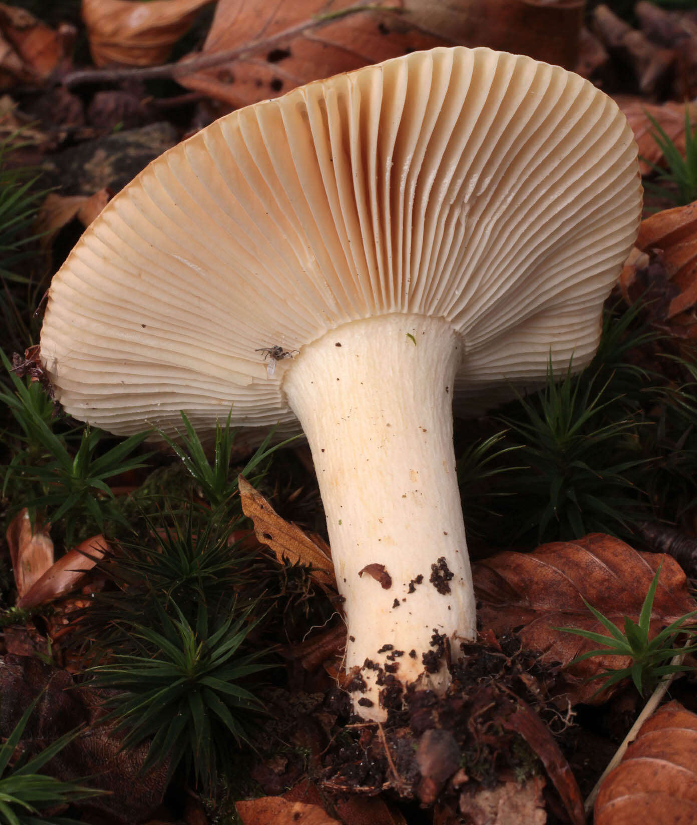 Image of Russula fellea (Fr.) Fr. 1838