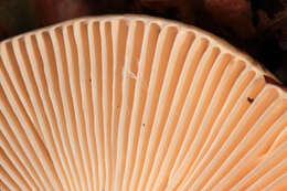 Image of Russula fellea (Fr.) Fr. 1838