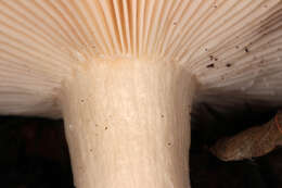 Image of Russula fellea (Fr.) Fr. 1838