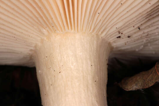 Image of Russula fellea (Fr.) Fr. 1838