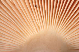 Image of Russula fellea (Fr.) Fr. 1838