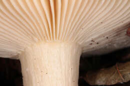 Image of Russula fellea (Fr.) Fr. 1838