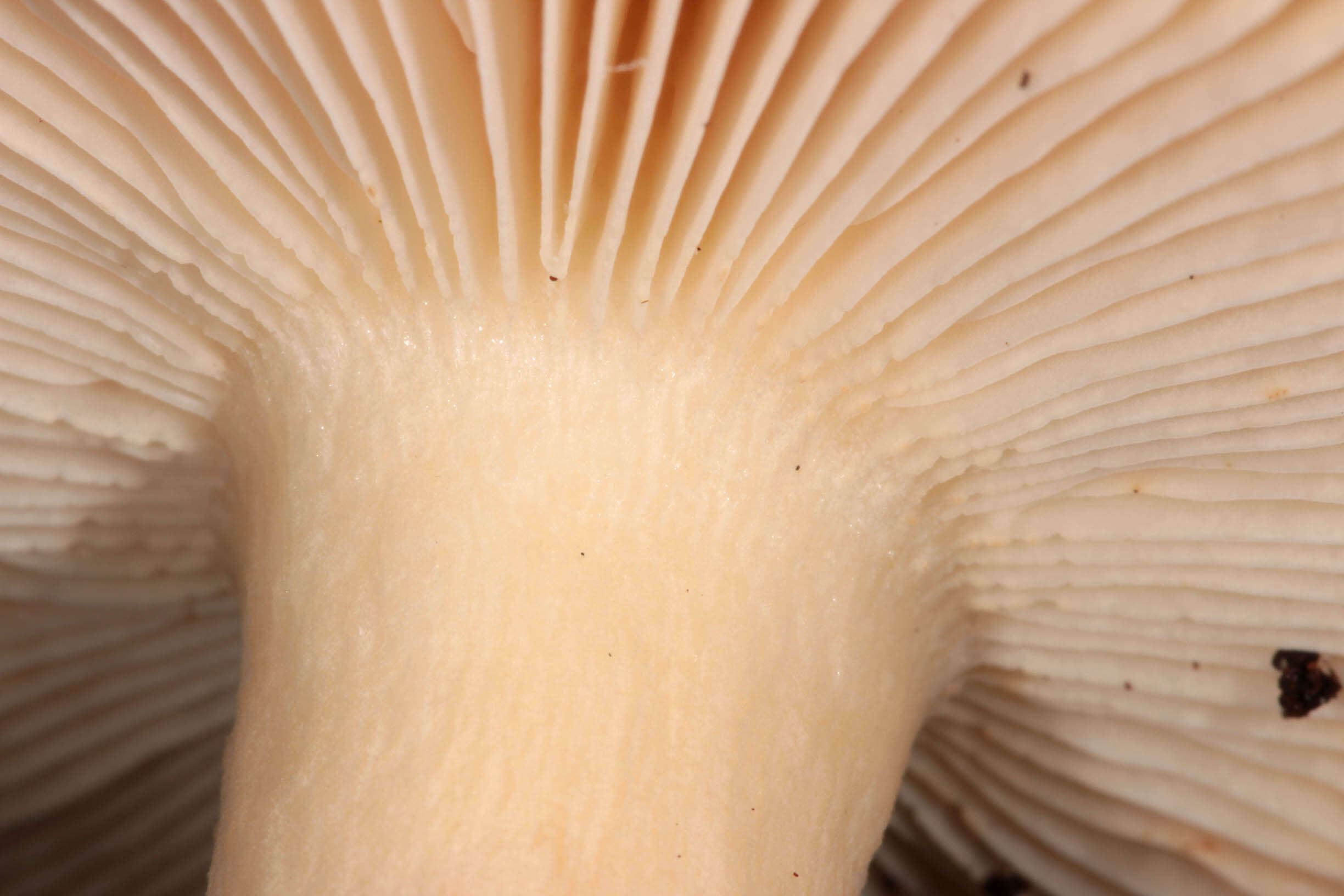 Image of Russula fellea (Fr.) Fr. 1838