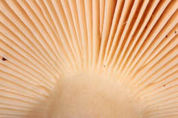 Image of Russula fellea (Fr.) Fr. 1838