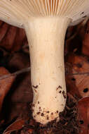 Image of Russula fellea (Fr.) Fr. 1838