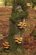 Imagem de Pholiota limonella (Peck) Sacc. 1887