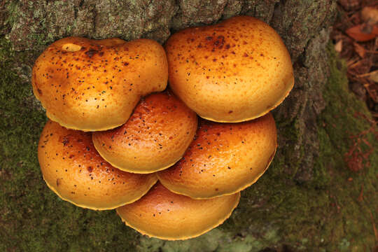 Image of Lemon-yellow Pholiota