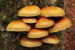 Imagem de Pholiota limonella (Peck) Sacc. 1887