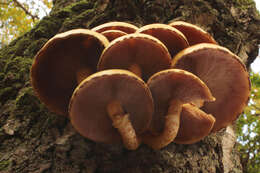 Imagem de Pholiota limonella (Peck) Sacc. 1887