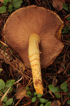 Image of Lemon-yellow Pholiota