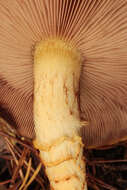 Imagem de Pholiota limonella (Peck) Sacc. 1887