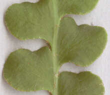Asplenium ceterach subsp. ceterach resmi