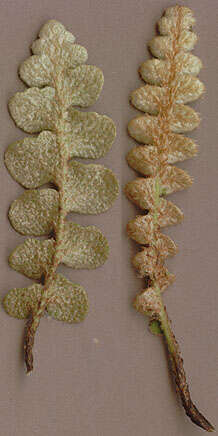 Asplenium ceterach subsp. ceterach resmi