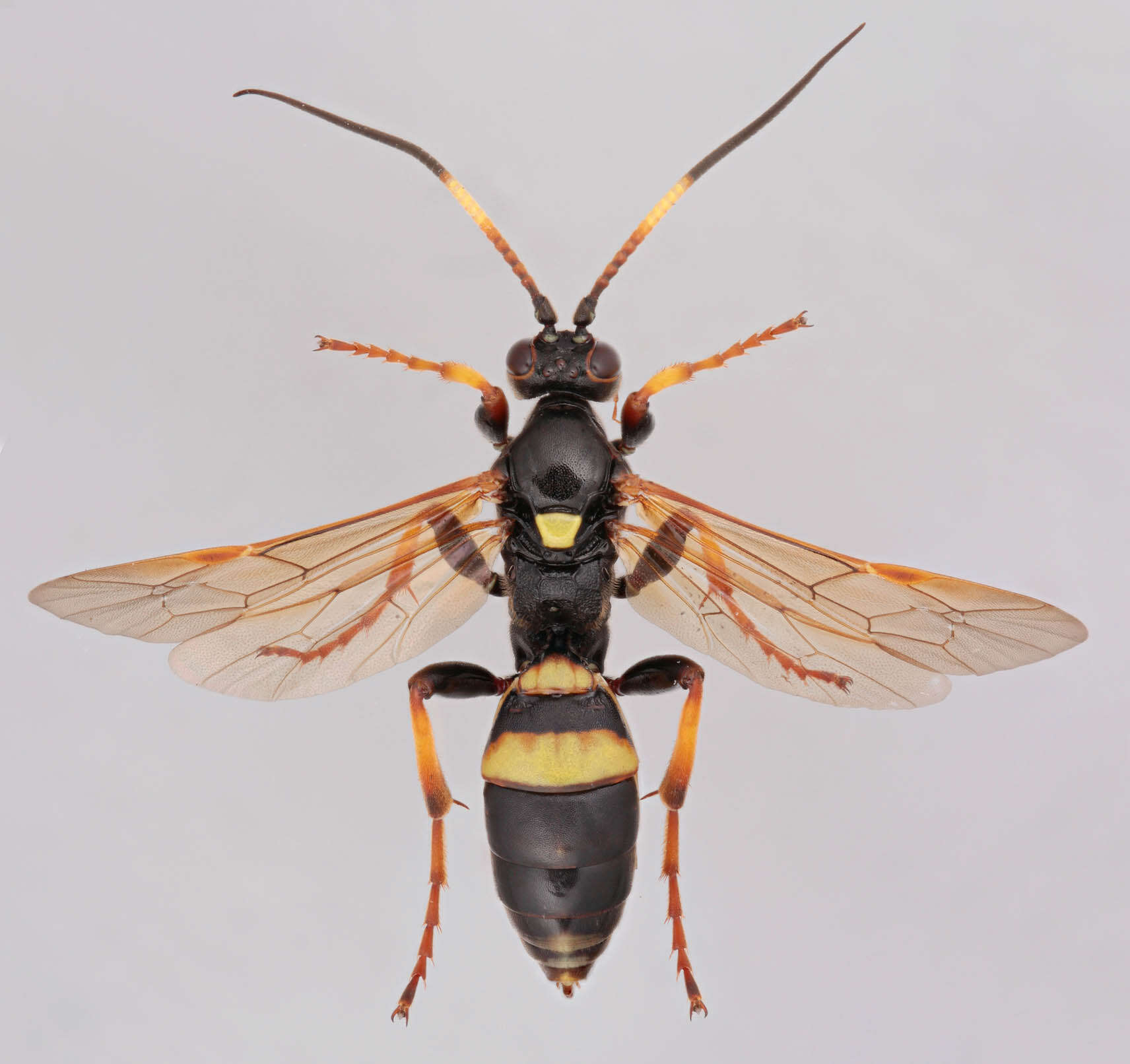 Image of Eutanyacra crispatoria (Linnaeus 1758)