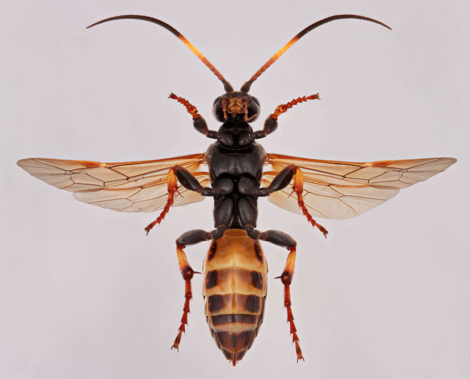 Image of Eutanyacra crispatoria (Linnaeus 1758)