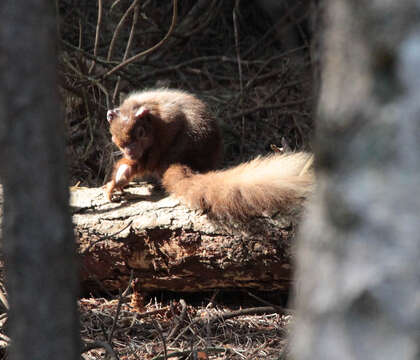 Image of Eurasian red squirrel