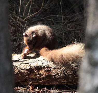 Image of Eurasian red squirrel