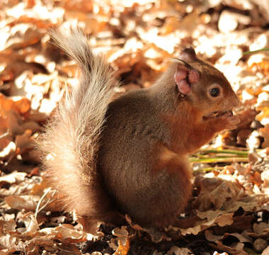 Image of Eurasian red squirrel