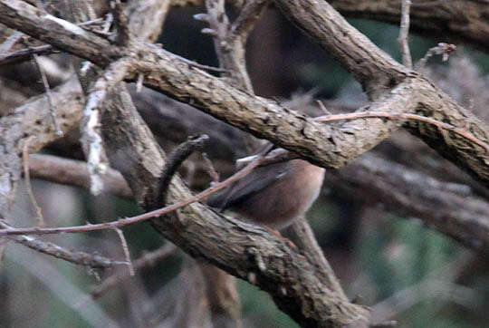 Image of Dartford warbler