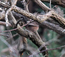 Image of Dartford warbler