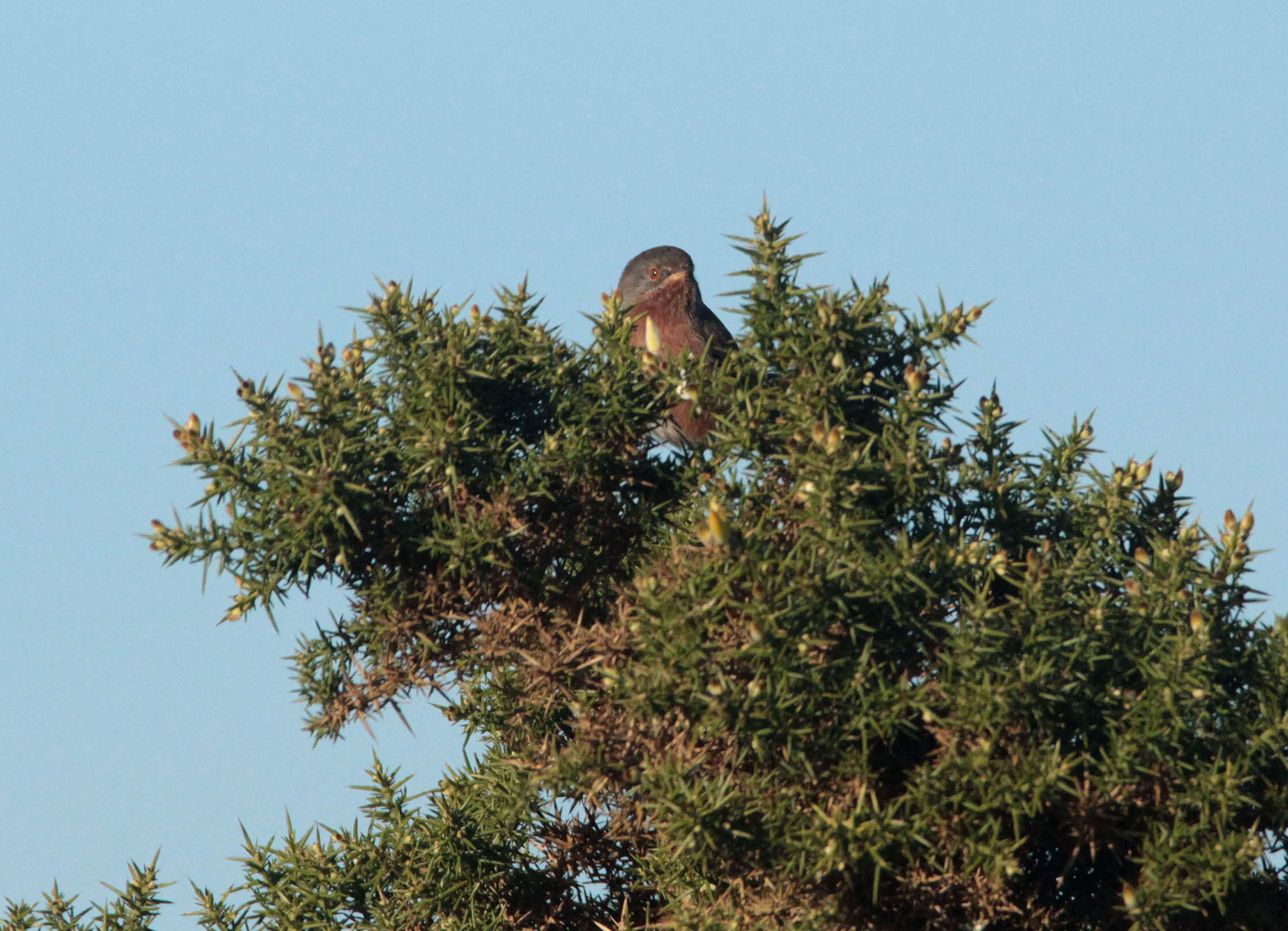 Image of Dartford warbler