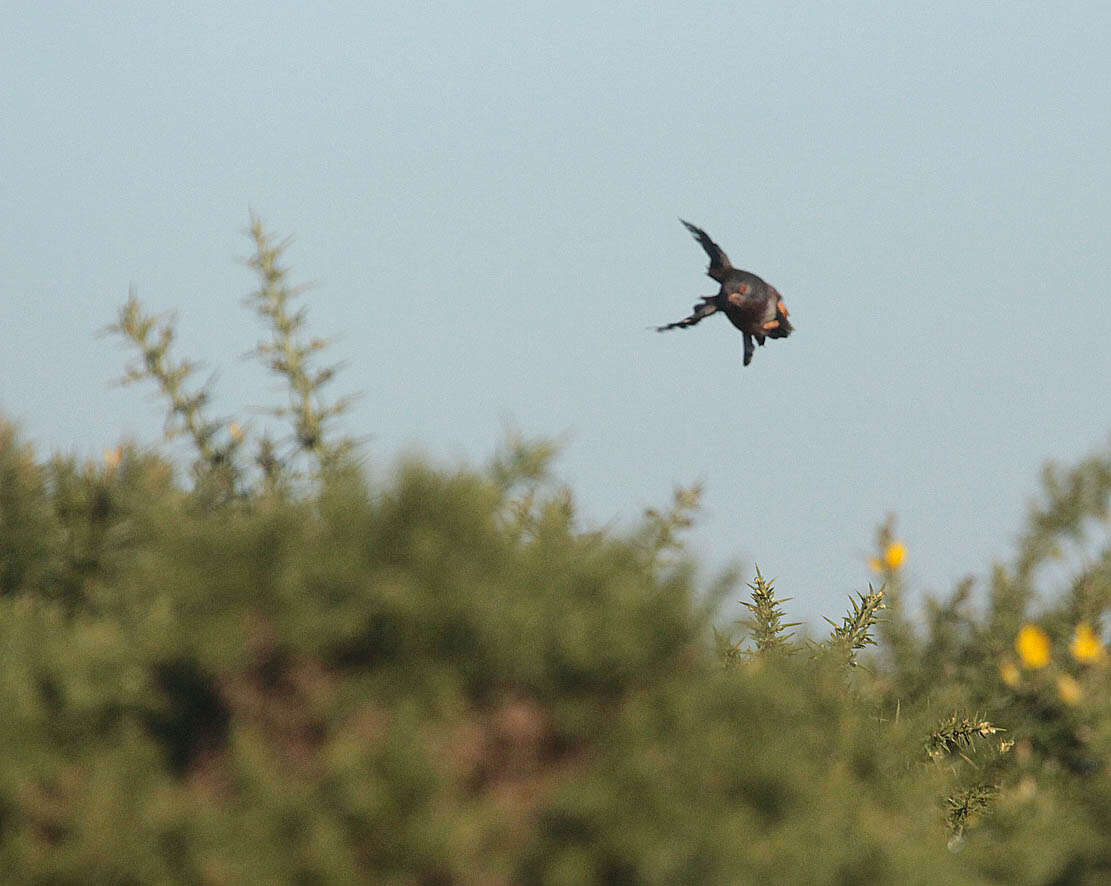Image of Dartford warbler