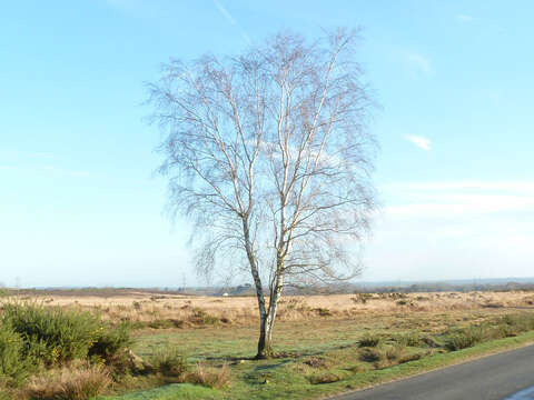 Image of Common Birch