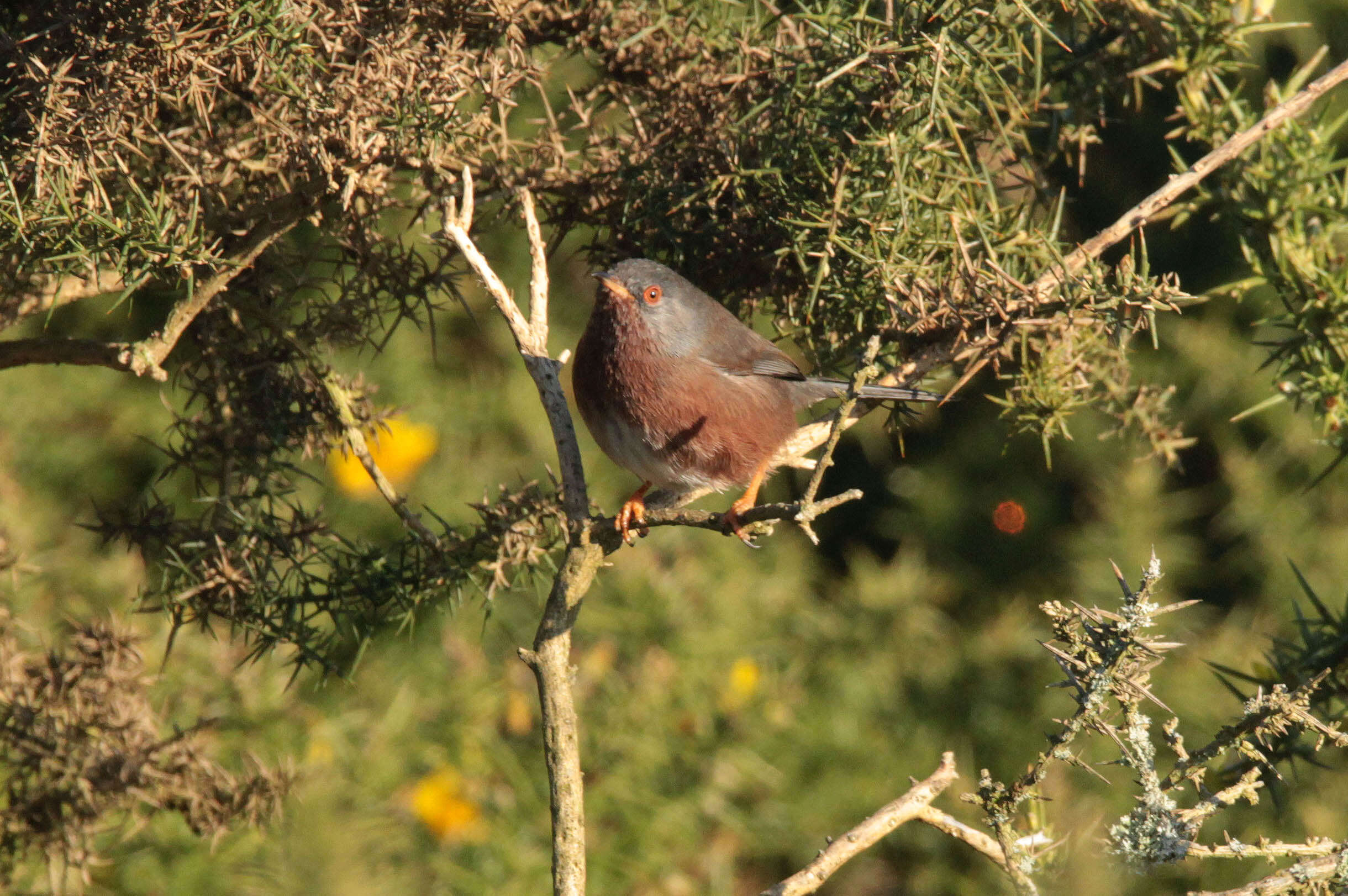 Image of Dartford warbler