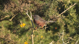 Image of Dartford warbler