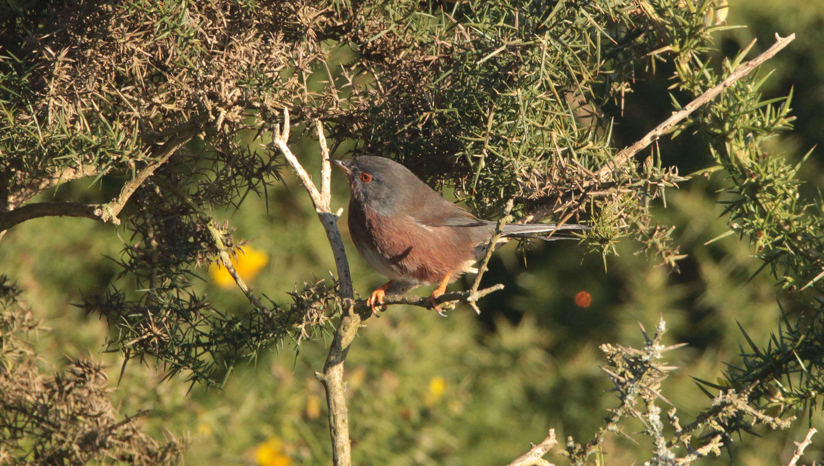 صورة Curruca undata (Boddaert 1783)