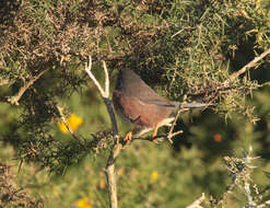 Image of Dartford warbler