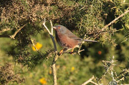 Image of Dartford warbler