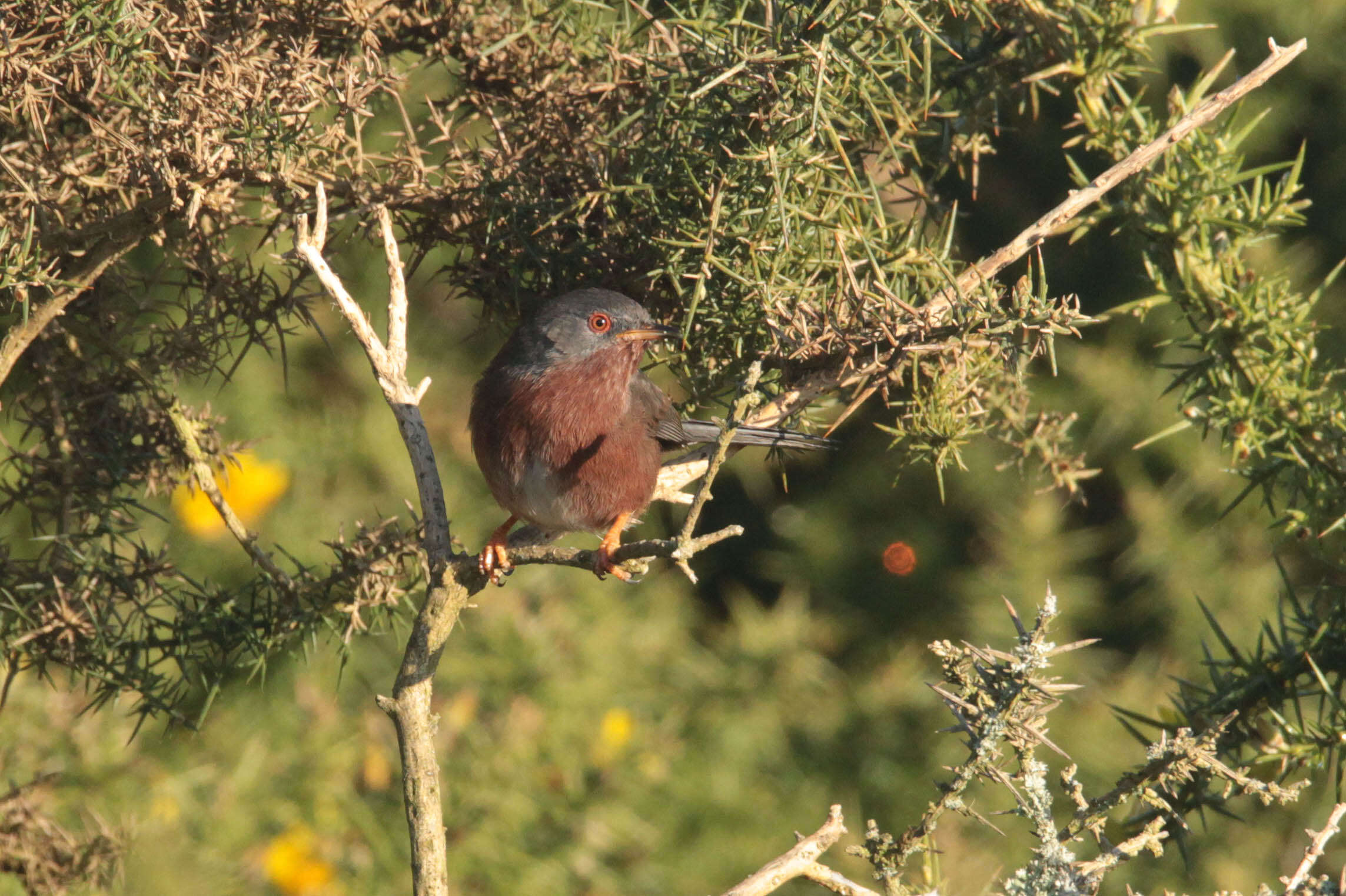 Image of Dartford warbler