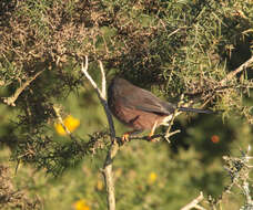 Image of Dartford warbler