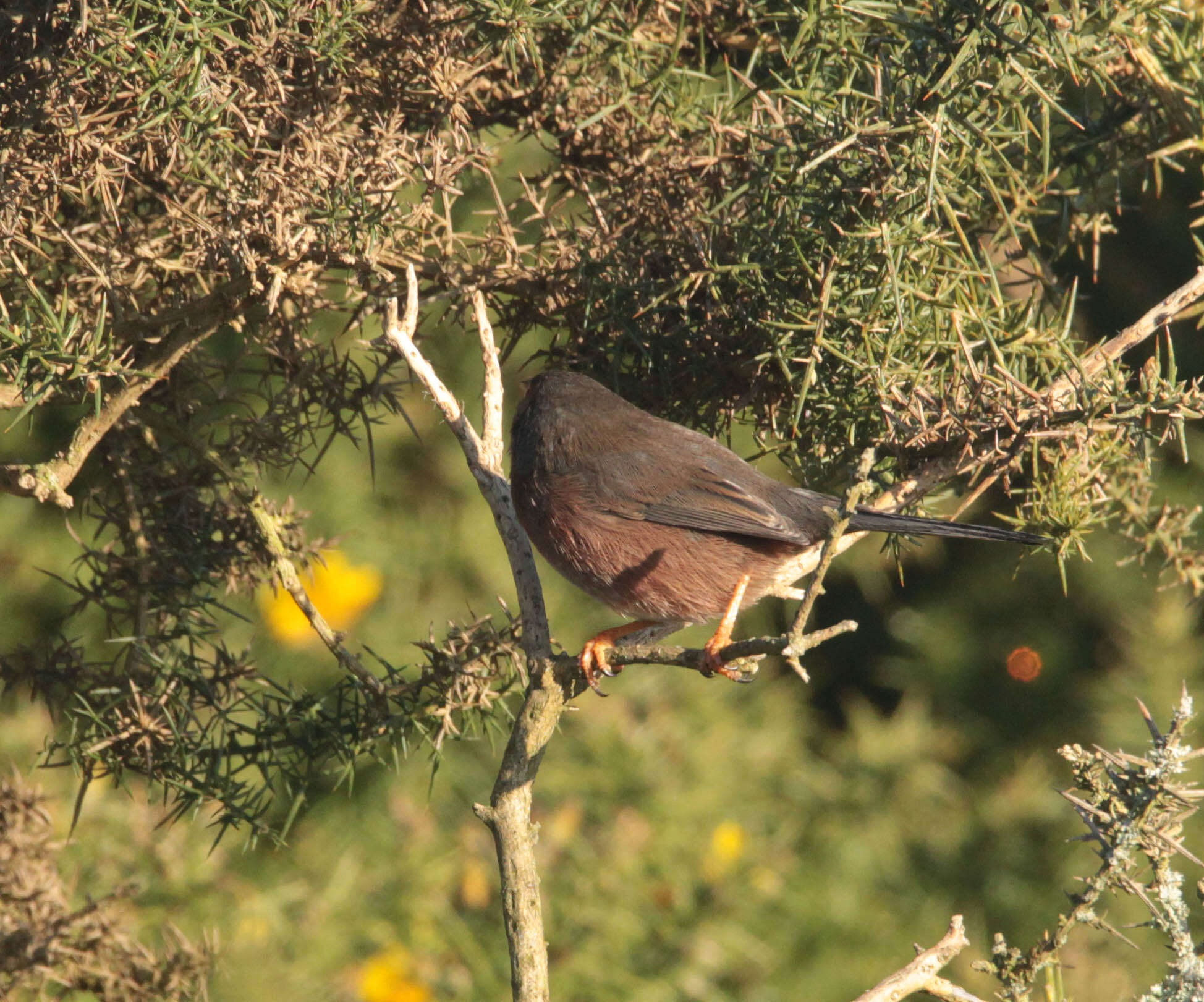 Image of Dartford warbler