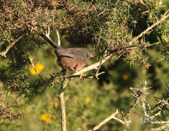 Image of Dartford warbler