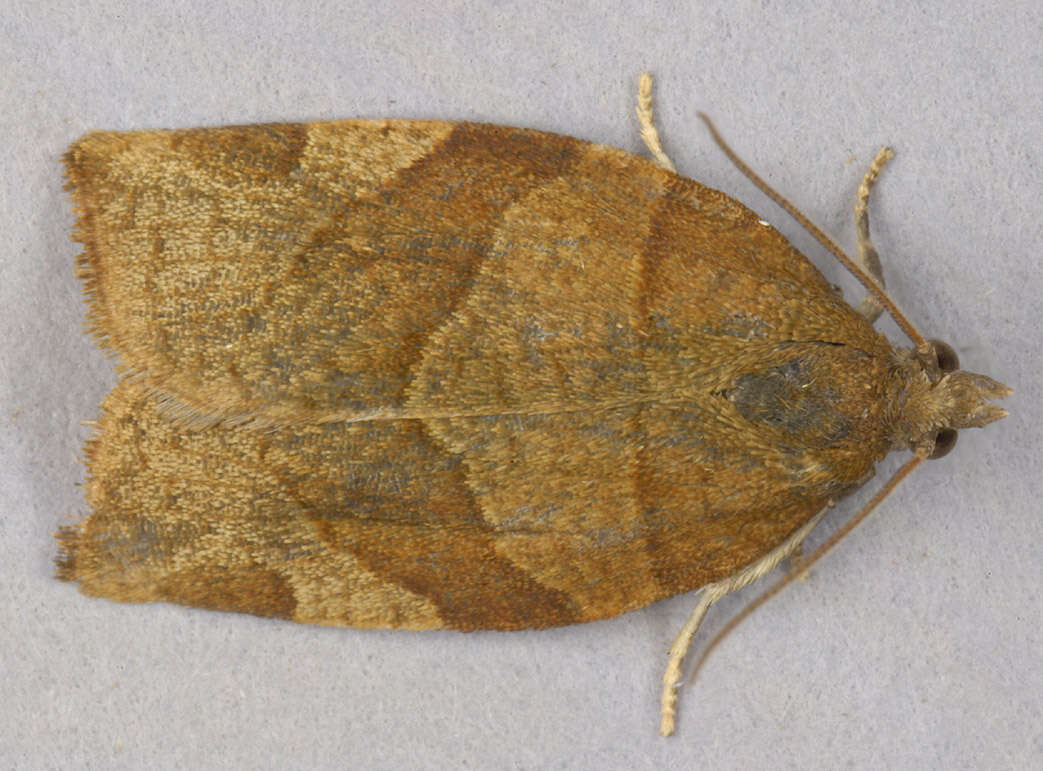 Image of barred fruit-tree tortrix