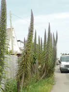 Imagem de Echium pininana Webb & Berth.