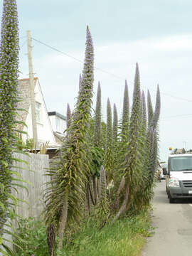 Image of pine echium