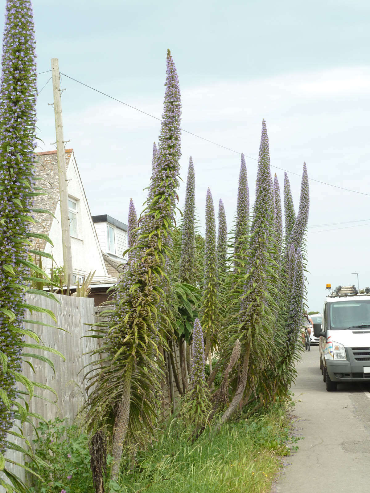 Imagem de Echium pininana Webb & Berth.