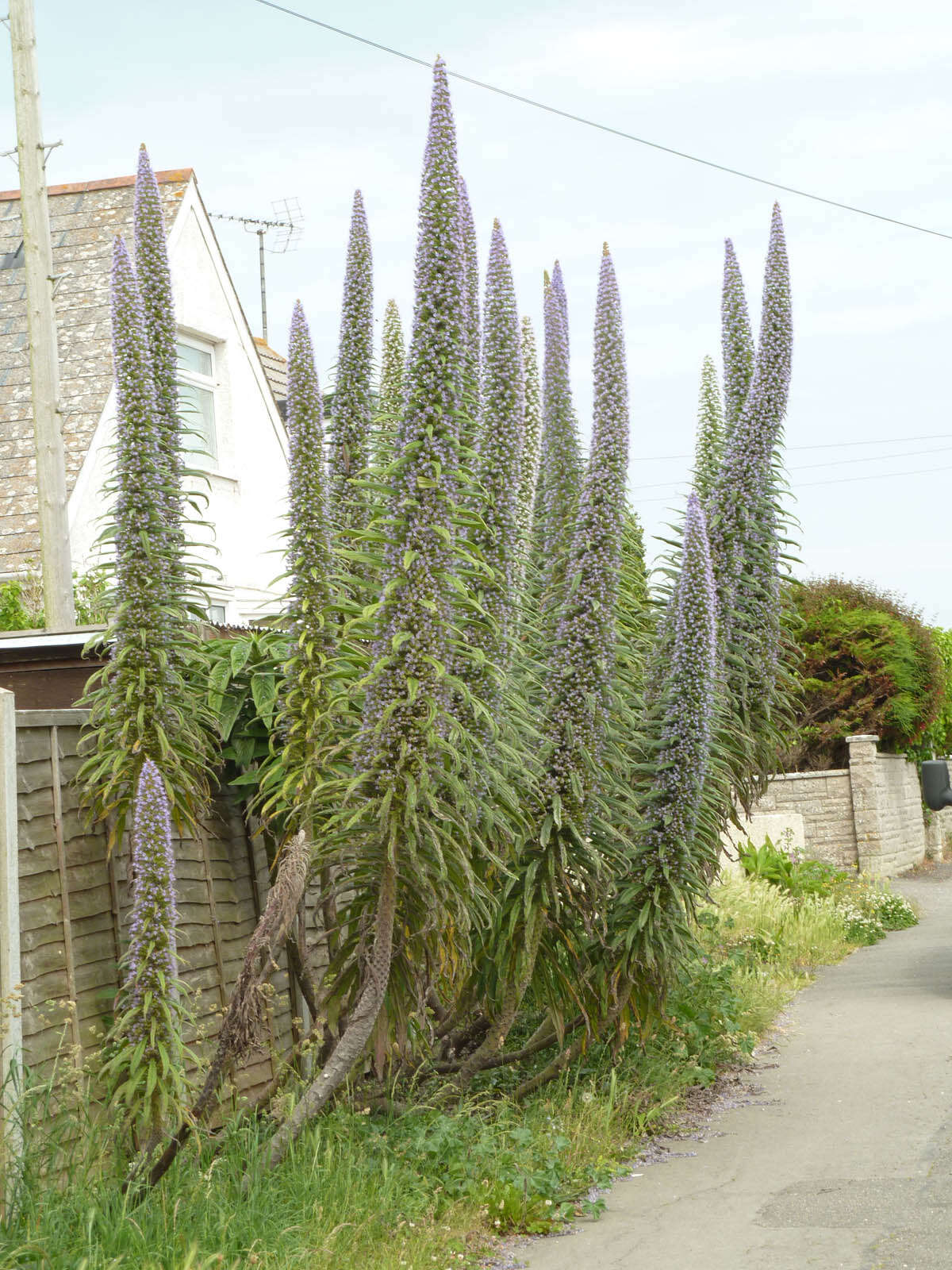 Imagem de Echium pininana Webb & Berth.