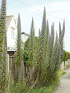 Imagem de Echium pininana Webb & Berth.