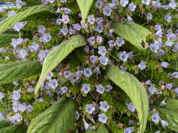 Imagem de Echium pininana Webb & Berth.