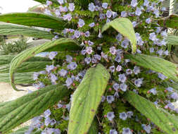 Imagem de Echium pininana Webb & Berth.