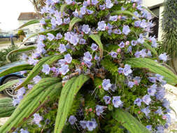 Imagem de Echium pininana Webb & Berth.