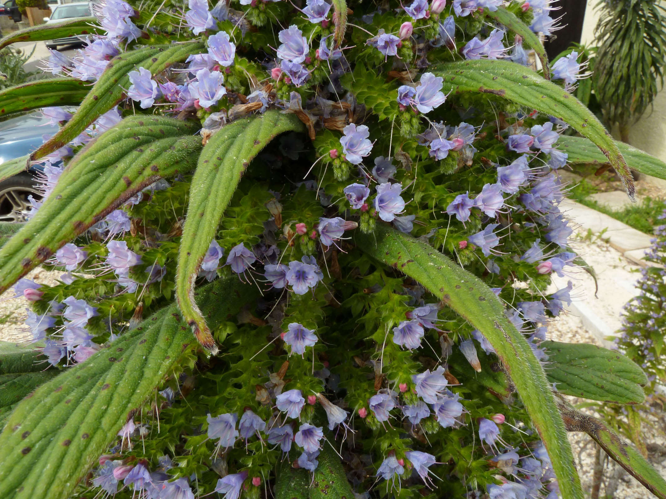 Imagem de Echium pininana Webb & Berth.